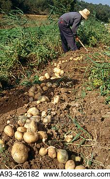 Stock Photo - potato cultivation. 
fotosearch - search 
stock photos, 
pictures, images, 
and photo clipart