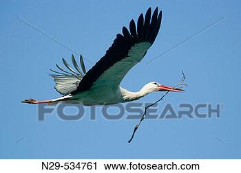Stock Photography - ciconia ciconia, 
white stork, germany. 
fotosearch - search 
stock photos, 
pictures, images, 
and photo clipart