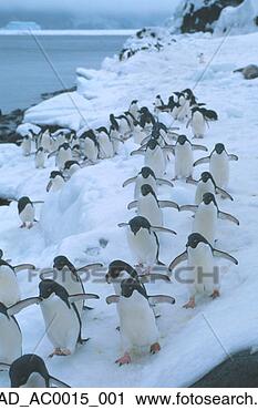 Stock Photography - adelie penguins 
@ south sandwich 
island antarctica. 
fotosearch - search 
stock photos, 
pictures, images, 
and photo clipart