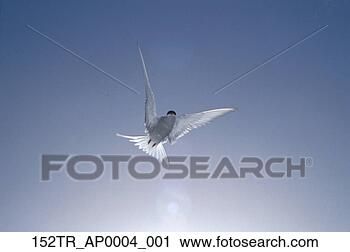 Stock Photography - arctic tern in 
flight blue sky 
alaska. fotosearch 
- search stock 
photos, pictures, 
images, and photo 
clipart