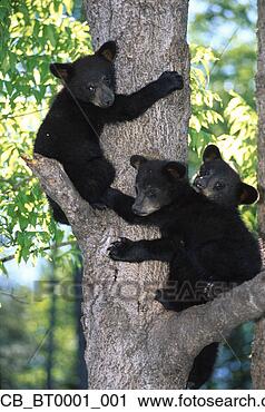 Stock Photography - black bear cubs 
in tree near canadian 
border summer 
portrait. fotosearch 
- search stock 
photos, pictures, 
images, and photo 
clipart