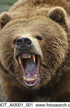 Stock Photography - brown grizzly 
bear snarling 
growling closeup 
captive. fotosearch 
- search stock 
photos, pictures, 
images, and photo 
clipart