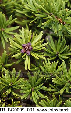 Arquivo de Fotografia - cones,   montanha, 
  hemlock,   árvore, 
  chugach,   nf, 
  nascente. fotosearch 
- busca de fotos, 
imagens e clipart