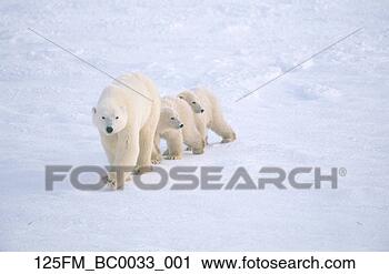 Arquivo de Fotografia - família,  polar, 
 ursos,  churchill, 
 manitoba,  canadá. 
fotosearch - busca 
de fotos, imagens 
e clipart