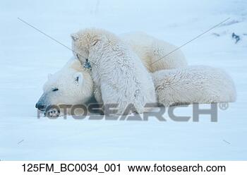 Arquivo de Fotografia - família,  polar, 
 ursos,  churchill, 
 manitoba,  canadá. 
fotosearch - busca 
de fotos, imagens 
e clipart