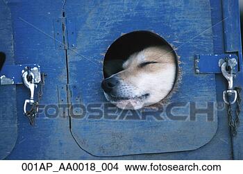 Banco de Imagem - ltownsend's,  
iditarod,  trenó, 
 cachorros,  caminhão, 
 início. fotosearch 
- busca de fotos, 
imagens e clipart