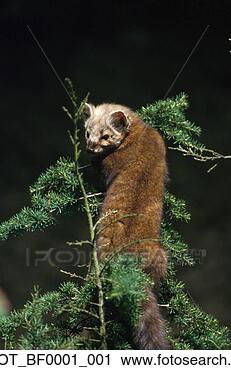 Arquivo de Fotografia - marten,  hemlock, 
 árvore,  verão, 
 alasca. fotosearch 
- busca de fotos, 
imagens e clipart
