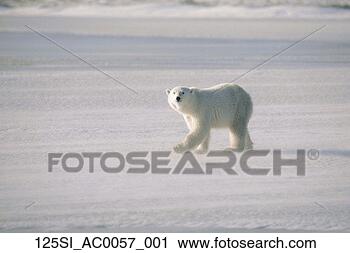 Arquivo de Fotografia - polar,  urso, 
 andar,  capa, 
 churchill,  manitoba, 
 canadá,  inverno. 
fotosearch - busca 
de fotos, imagens 
e clipart