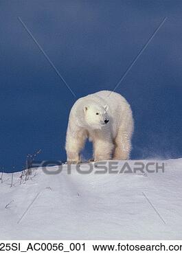 Arquivo de Fotografia - polar,  urso, 
 ficar,  cume, 
 churchill,  manitoba, 
 canadá,  inverno. 
fotosearch - busca 
de fotos, imagens 
e clipart