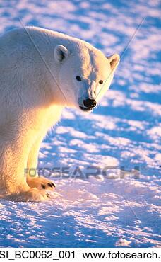 Arquivo de Fotografia - polar,  urso, 
 ficar,  churchill, 
 manitoba,  canadá. 
fotosearch - busca 
de fotos, imagens 
e clipart