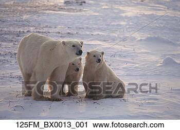 Arquivo de Fotografia - polar,   urso, 
  filhotes,   
capa,   churchill, 
  manitoba,   
canadá. fotosearch 
- busca de fotos, 
imagens e clipart