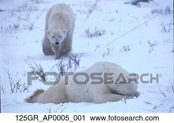 Arquivo de Fotografia - polar,   urso, 
  passeios,   
cima,   um,   
dormir,   pt, 
  gordon. fotosearch 
- busca de fotos, 
imagens e clipart