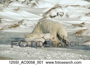 Arquivo de Fotografia - polar,   urso, 
  trenó,   cão, 
  churchill,  
 manitoba,   canadá. 
fotosearch - busca 
de fotos, imagens 
e clipart