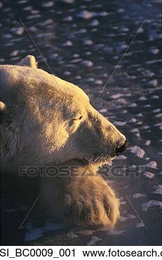Arquivo de Fotografia - retrato,  dormir, 
 polar,  urso, 
 churchill,  canadá, 
 close-up. fotosearch 
- busca de fotos, 
imagens e clipart