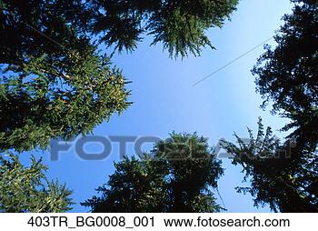 Arquivo de Fotografia - velho,   crescimento, 
  asseado,   hemlock, 
  árvores,   tongass. 
fotosearch - busca 
de fotos, imagens 
e clipart