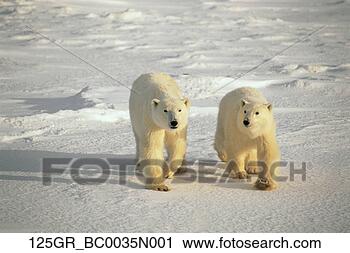 Arquivo de Fotografia - dois,  polar, 
 ursos,  andar, 
 pacote,  gelo, 
 churchill,  canadá. 
fotosearch - busca 
de fotos, imagens 
e clipart