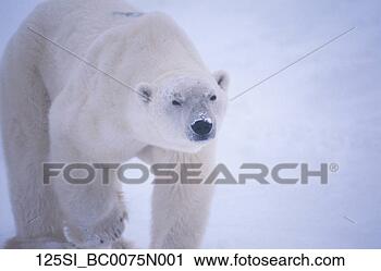 Arquivo de Fotografia - fim,  cima,  polar, 
 urso,  capa, 
 churchill,  canadá. 
fotosearch - busca 
de fotos, imagens 
e clipart