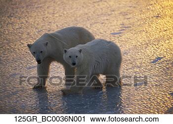 Arquivo de Fotografia - par,  polar,  
ursos,  capa, 
 churchill,  canadá. 
fotosearch - busca 
de fotos, imagens 
e clipart