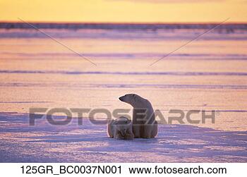 Arquivo de Fotografia - par,  polar,  
ursos,  capa, 
 churchill,  canadá. 
fotosearch - busca 
de fotos, imagens 
e clipart