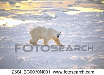 Arquivo de Fotografia - polar,  urso, 
 pacote,  gelo, 
 capa,  churchill, 
 canadá. fotosearch 
- busca de fotos, 
imagens e clipart