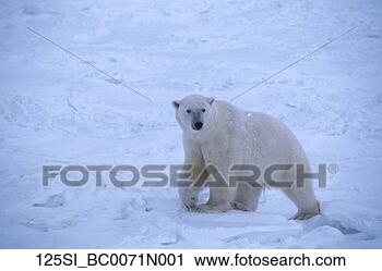 Arquivo de Fotografia - polar,  urso, 
 pacote,  gelo, 
 capa,  churchill, 
 canadá. fotosearch 
- busca de fotos, 
imagens e clipart