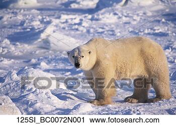 Arquivo de Fotografia - polar,  urso, 
 pacote,  gelo, 
 capa,  churchill, 
 canadá. fotosearch 
- busca de fotos, 
imagens e clipart