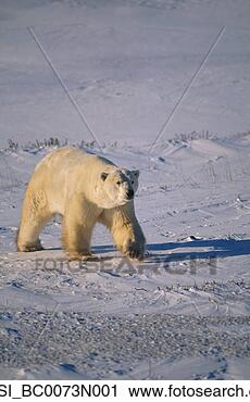 Arquivo de Fotografia - polar,  urso, 
 pacote,  gelo, 
 capa,  churchill, 
 canadá. fotosearch 
- busca de fotos, 
imagens e clipart