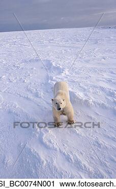 Arquivo de Fotografia - polar,  urso, 
 pacote,  gelo, 
 capa,  churchill, 
 canadá. fotosearch 
- busca de fotos, 
imagens e clipart