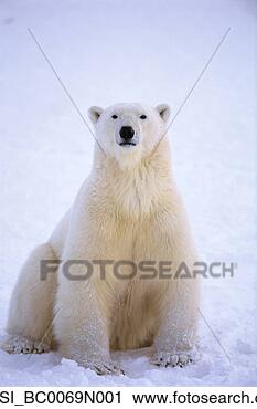 Arquivo de Fotografia - retrato,  polar, 
 urso,  capa, 
 churchill,  canadá. 
fotosearch - busca 
de fotos, imagens 
e clipart