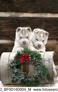 Hazır Fotoğraf - çift olmak,   
eskimo köpeği, 
  köpekler,   
kuluçka süresi, 
  dekore. fotosearch 
- foto, resim, 
görüntü ve foto 
klipart ara