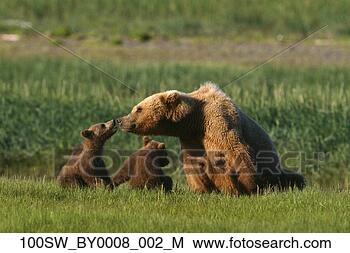 Hazır Fotoğraf - kahve renği,  
 ayi,   tohum 
ekmek,   ikiz, 
  yavrular,   
kuluçka. fotosearch 
- foto, resim, 
görüntü ve foto 
klipart ara