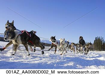 Stock Photo - allen moore on 
the trail near 
finger lake checkpoint 
iditarod 2007. 
fotosearch - search 
stock photos, 
pictures, images, 
and photo clipart