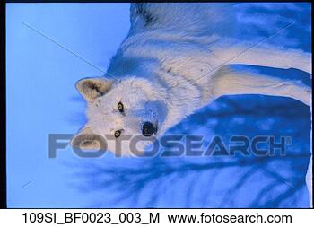 Stock Photo - captive arctic 
wolf howling sw 
montana winter 
portrait. fotosearch 
- search stock 
photos, pictures, 
images, and photo 
clipart