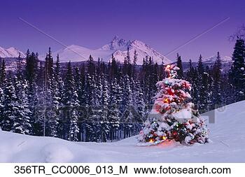 Stock Photo - decorated christmas 
tree @ chugach 
np sc alaska. 
fotosearch - search 
stock photos, 
pictures, images, 
and photo clipart