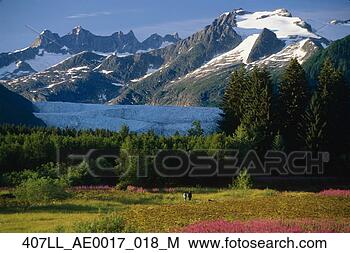 Stock Photo - field of fireweed 
near mendenhall 
glacier se alaska 
summer scenic. 
fotosearch - search 
stock photos, 
pictures, images, 
and photo clipart