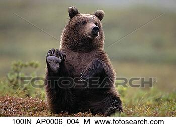 Stock Photo - grizzly bear near 
hwy pass denali 
natl park interior 
alaska summer. 
fotosearch - search 
stock photos, 
pictures, images, 
and photo clipart
