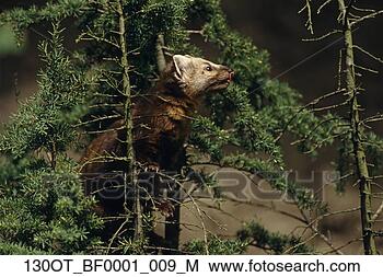 Hazır Fotoğraf - marten, hemlock, 
ağaç, yaz, alaska. 
fotosearch - foto, 
resim, görüntü 
ve foto klipart 
ara