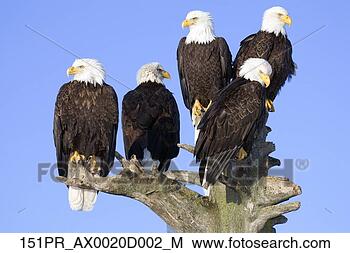 Banco de Imagem - múltiplo,   águias, 
  perched,   árvore, 
  homer,   cuspir. 
fotosearch - busca 
de fotos, imagens 
e clipart