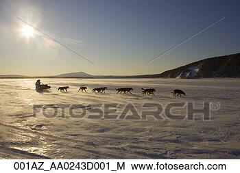 Stock Photo - paul gebhardt 
sits behind his 
sled as he runs 
on the yukon river. 
fotosearch - search 
stock photos, 
pictures, images, 
and photo clipart
