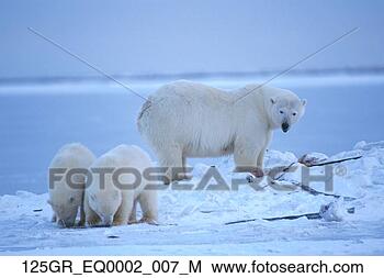 Stock Photo - polar bear female 
& cubs arctic 
coast anwr. fotosearch 
- search stock 
photos, pictures, 
images, and photo 
clipart