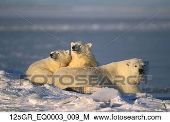 Stock Photo - polar bear female 
& cubs arctic 
coast anwr. fotosearch 
- search stock 
photos, pictures, 
images, and photo 
clipart