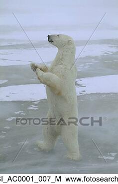 Banco de Imagem - polar,  urso, 
 ficar,  cima, 
 churchill,  manitoba, 
 canadá. fotosearch 
- busca de fotos, 
imagens e clipart