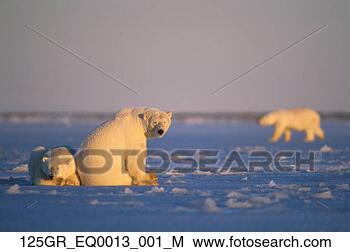 Banco de Imagem - polar,  urso, 
 filhote,  ártico, 
 costa,  anwr. 
fotosearch - busca 
de fotos, imagens 
e clipart