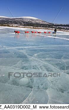 Stock Photo - robert sorlie 
runs on a frozen 
tundra lake between 
unalakleet and. 
fotosearch - search 
stock photos, 
pictures, images, 
and photo clipart