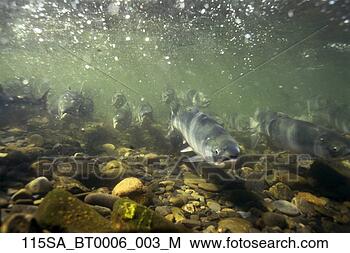 Stock Photo - sockeye salmon 
swimming up russian 
river kenai peninsula 
ak. fotosearch 
- search stock 
photos, pictures, 
images, and photo 
clipart