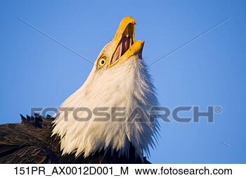 Hazır Fotoğraf - son, yukariya, 
portre, kel, kartal. 
fotosearch - foto, 
resim, görüntü 
ve foto klipart 
ara