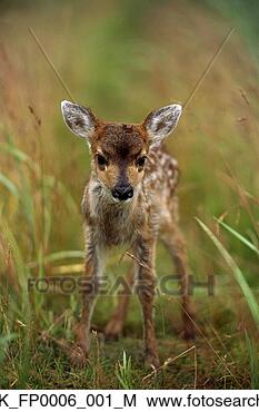 Stock Photo - young sitka blacktail 
fawn captive alaska 
wildlife conservation. 
fotosearch - search 
stock photos, 
pictures, images, 
and photo clipart