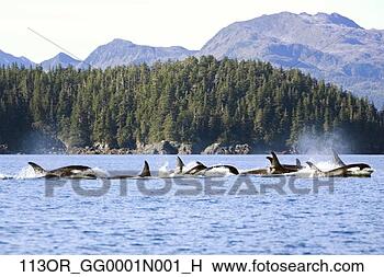 Banco de Imagem - grande,  orca, 
 natação,  príncipe, 
 william,  som, 
 cavaleiro,  ilha. 
fotosearch - busca 
de fotos, imagens 
e clipart