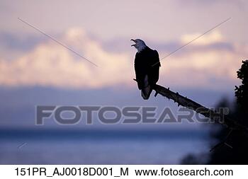 Banco de Imagem - águia,   perched, 
  árvore,   ramo, 
  vocalizing, 
  amanhecer. fotosearch 
- busca de fotos, 
imagens e clipart