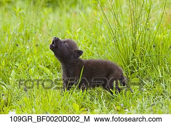 Banco de Imagem - jovem,   lobo, 
  filhote cachorro, 
  prado,   instinctively, 
  uive. fotosearch 
- busca de fotos, 
imagens e clipart